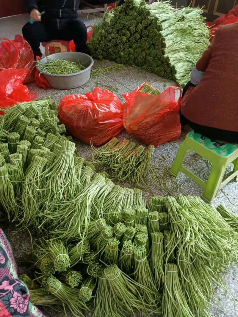 青芦蒿黎蒿，芦蒿，产地大量直发，物美价廉
