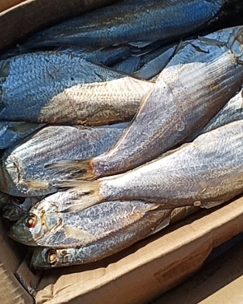 白鲢鱼新鲜味美物美价廉好吃不贵煎、炸、蒸、炖都好吃。