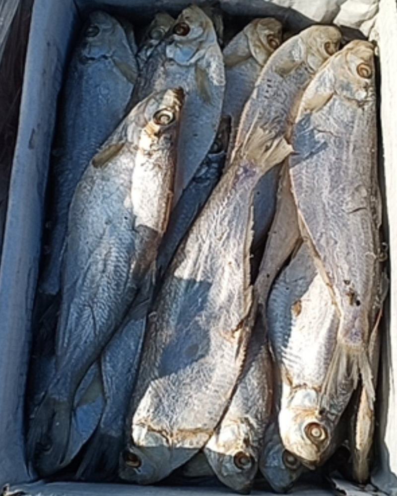 白鲢鱼新鲜味美物美价廉好吃不贵煎、炸、蒸、炖都好吃。