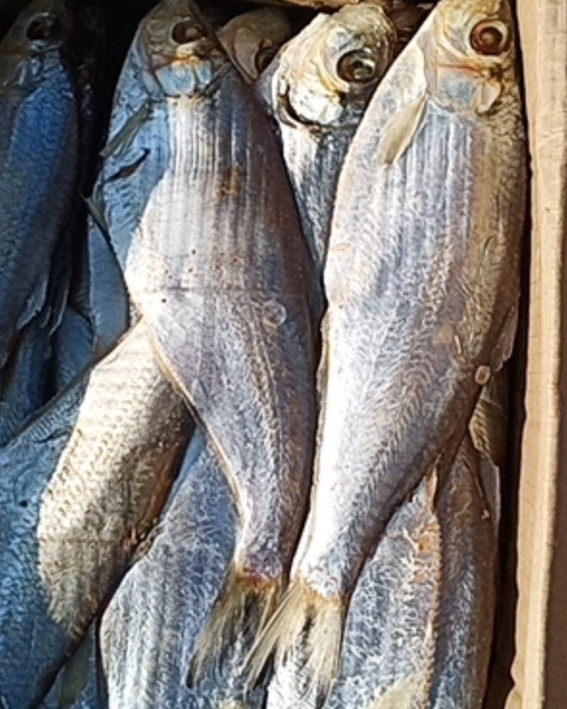 白鲢鱼新鲜味美物美价廉好吃不贵煎、炸、蒸、炖都好吃。