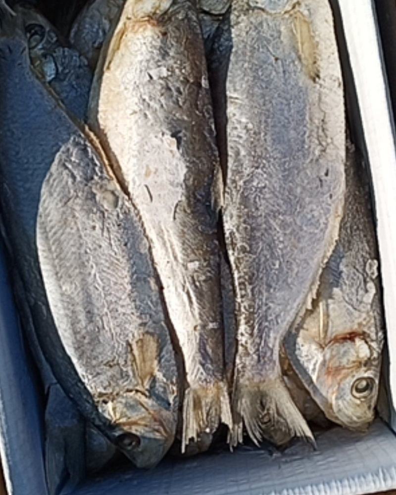 白鲢鱼新鲜味美物美价廉好吃不贵煎、炸、蒸、炖都好吃。