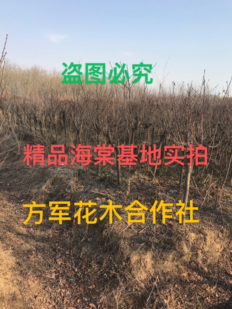 海棠树规格齐全基地直销提供发票全部现挖现卖
