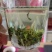 2020年春茶雨前茶炒青绿茶
