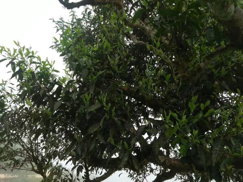 云南马关千年古树红茶