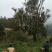 云南马关千年古树红茶