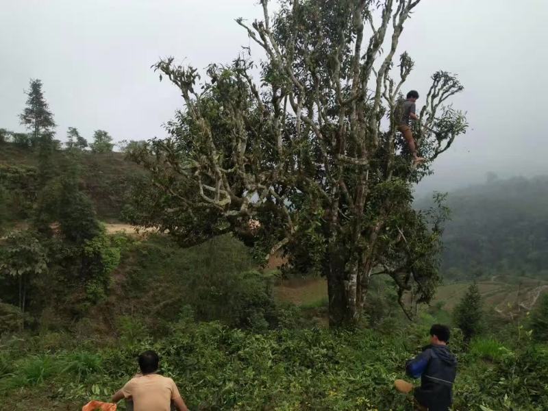 云南马关千年古树红茶
