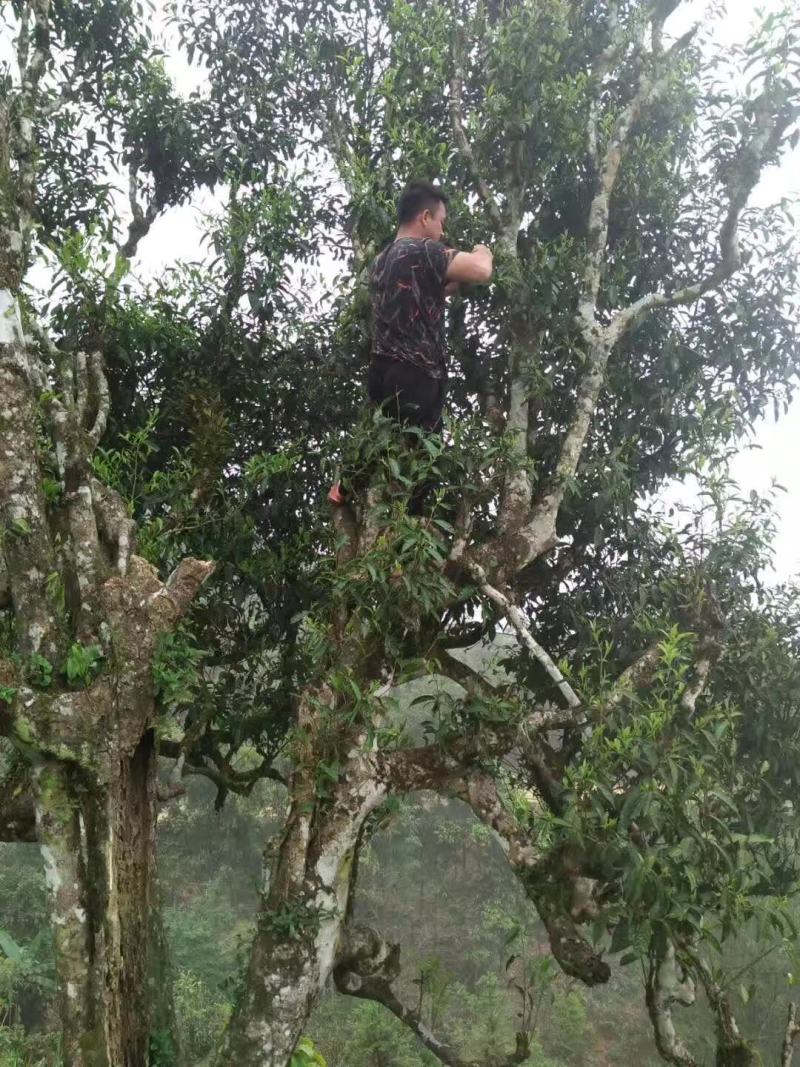 云南马关千年古树红茶
