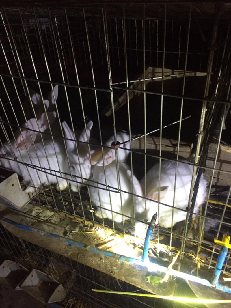 自家养的兔子附近送货上门，欢迎附近的朋友来咨询