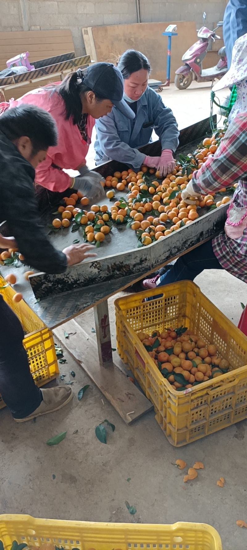 沙糖桔，大量上市，可到果园看果订货！！！！