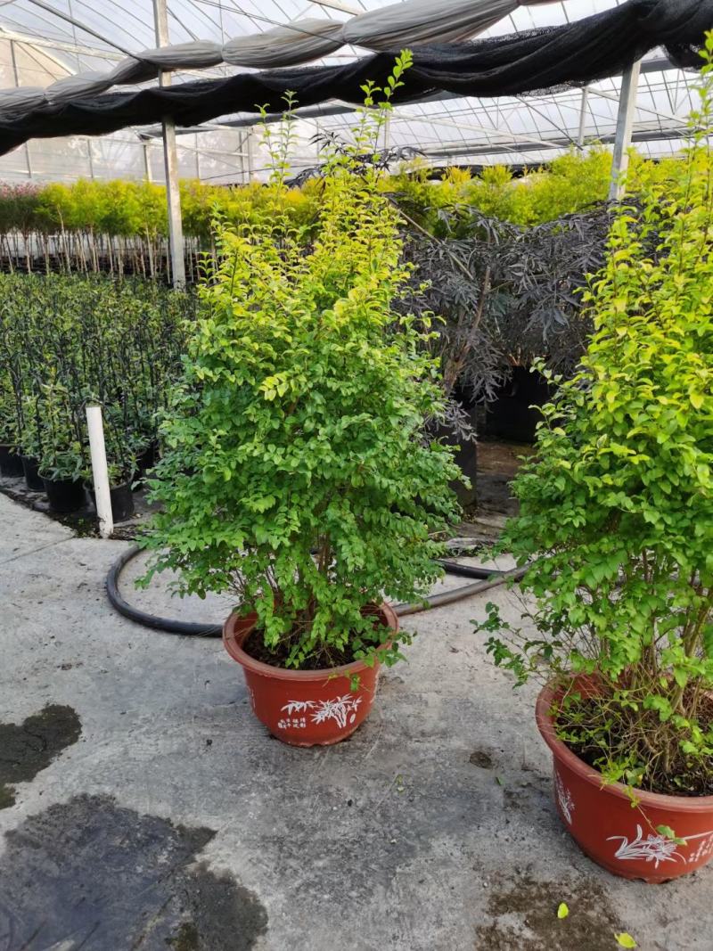 亮金女贞/多年生/多规格/基地直销/保质保量