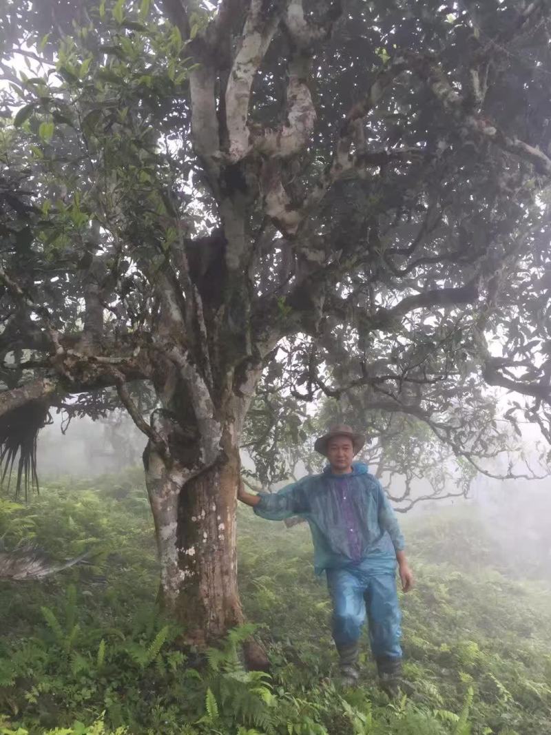 云南马关千年古树茶晒青