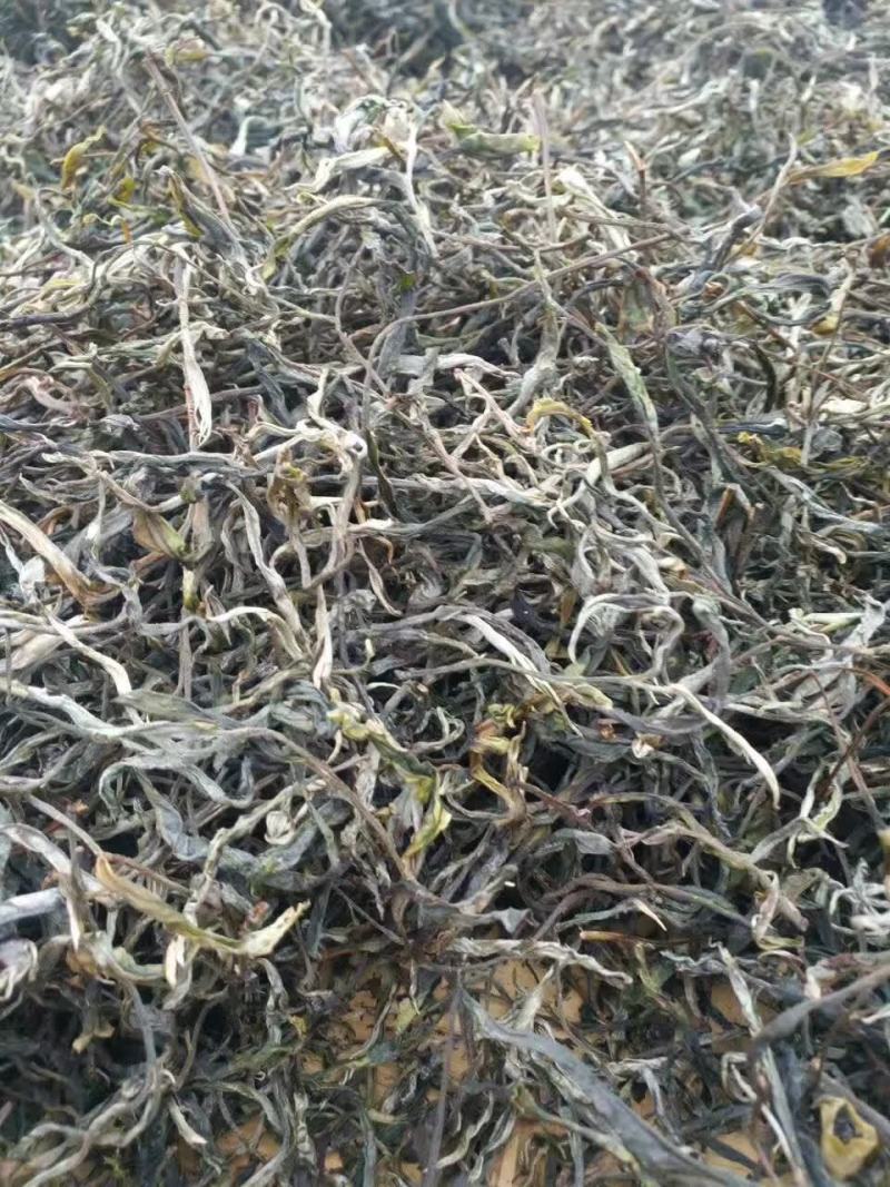 云南马关千年古树茶晒青