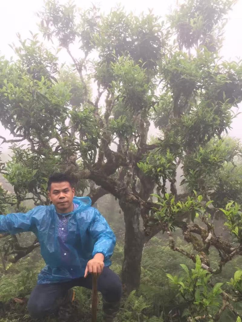云南马关千年古树茶晒青