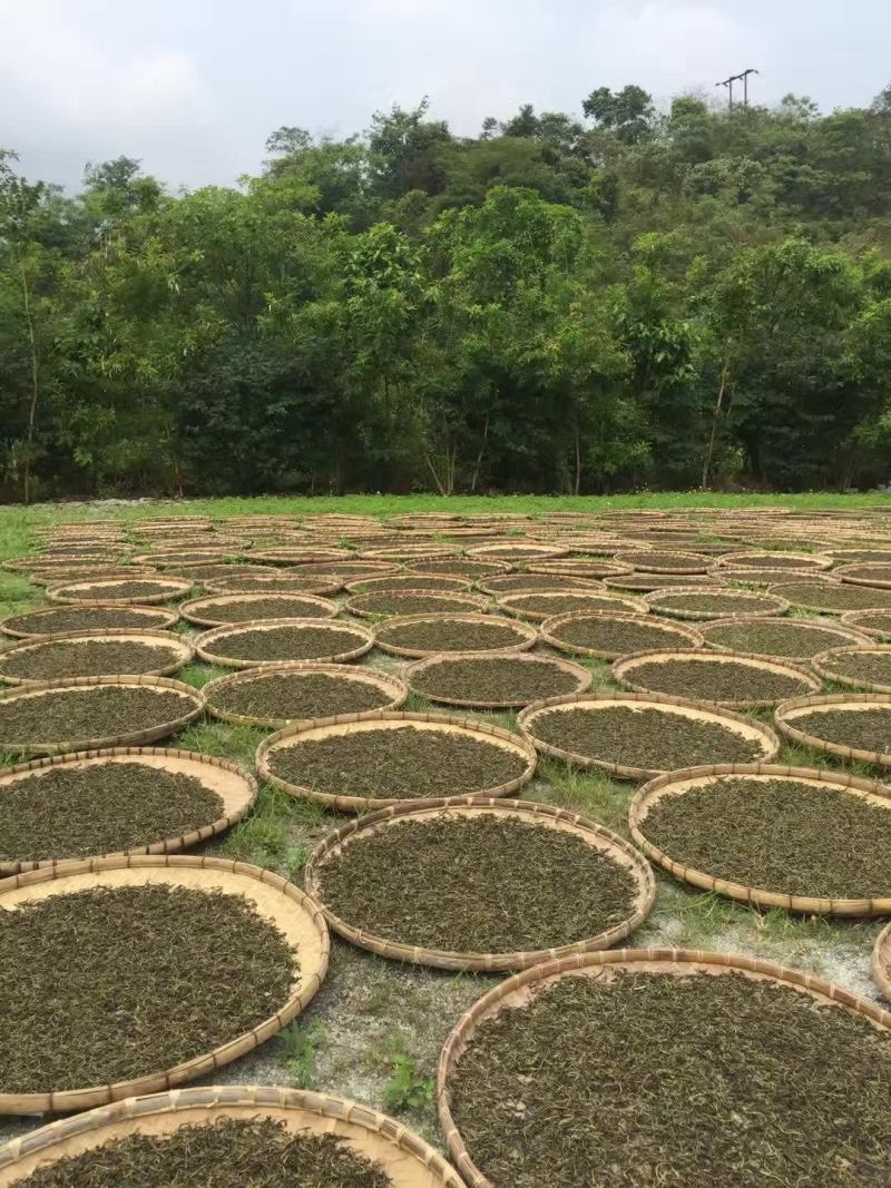 云南马关千年古树茶晒青