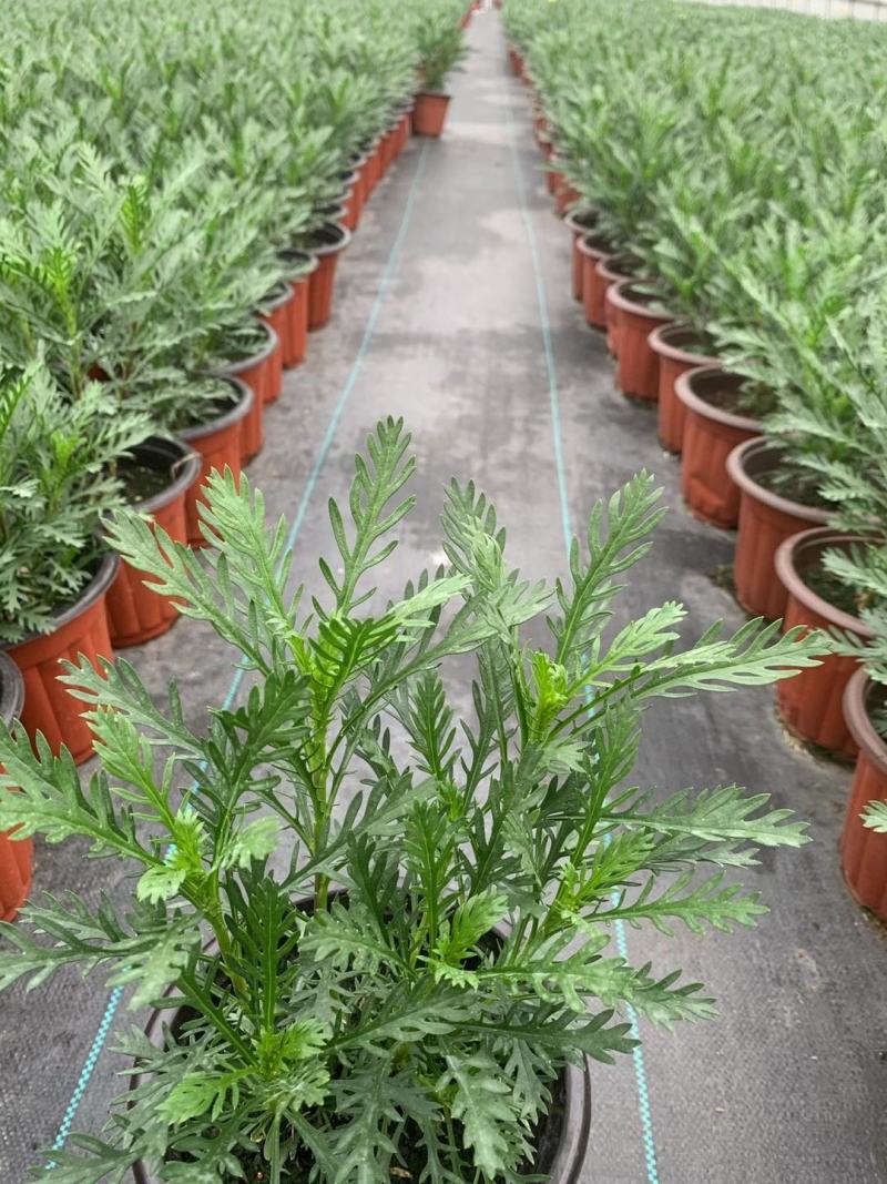黄金菊/多年生/多规格/基地直销/保质保量/
