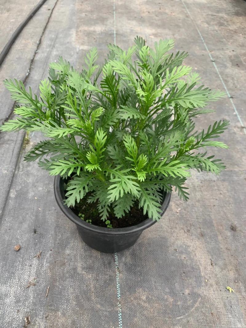 黄金菊/多年生/多规格/基地直销/保质保量/
