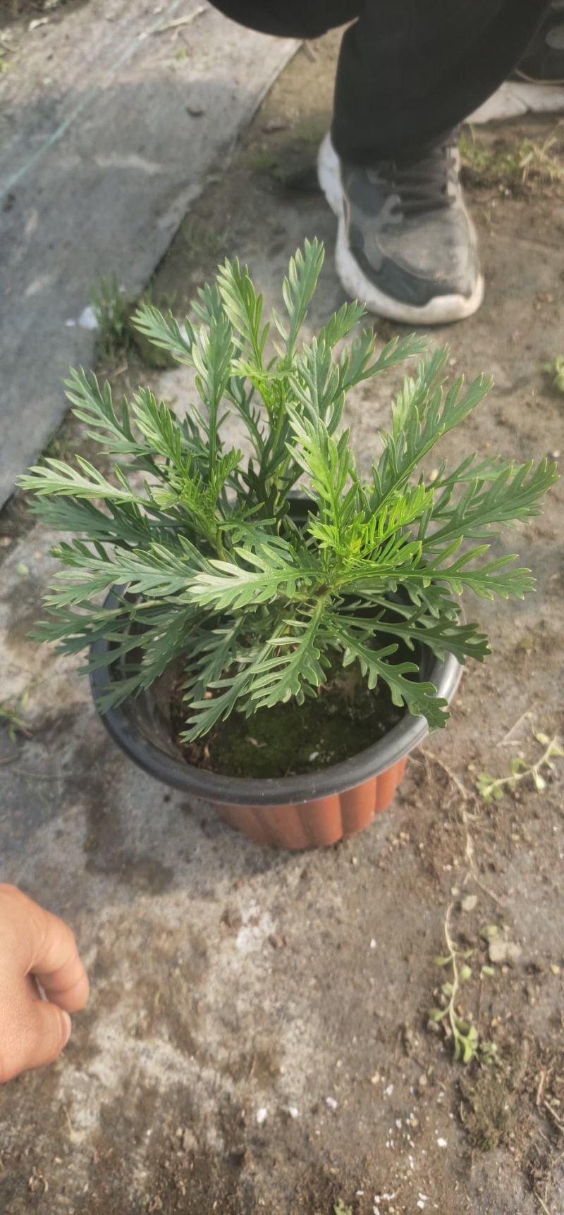 黄金菊/多年生/多规格/基地直销/保质保量/