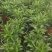 黄金菊/多年生/多规格/基地直销/保质保量/