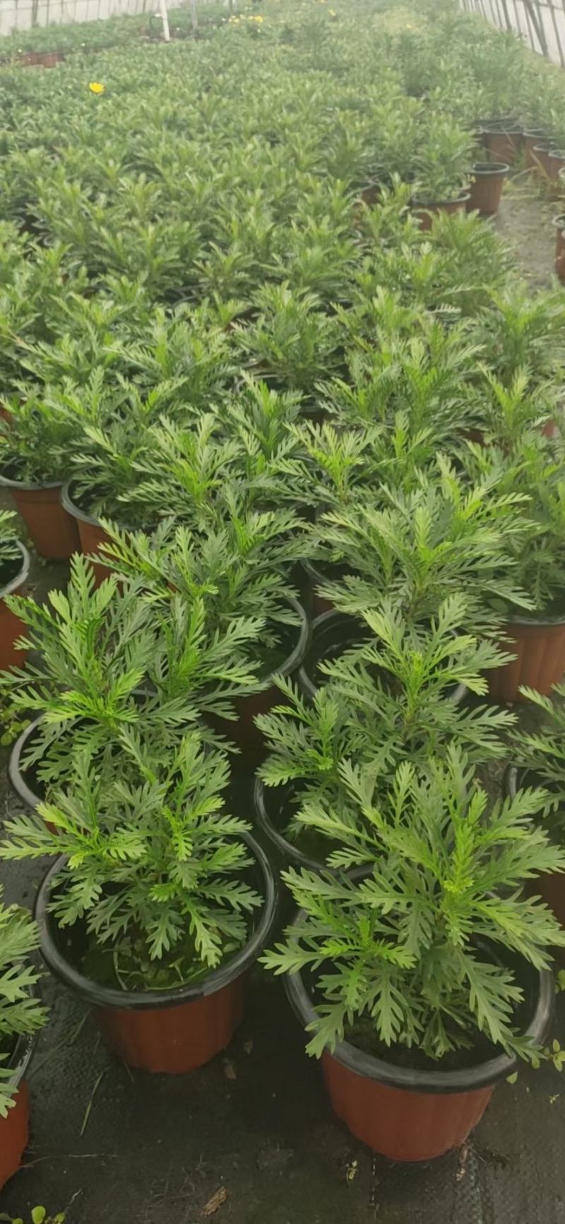 黄金菊/多年生/多规格/基地直销/保质保量/