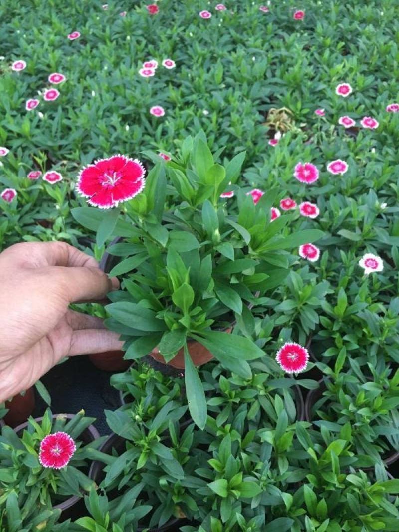 常夏石竹/时今草花/基地直销/保质保量/