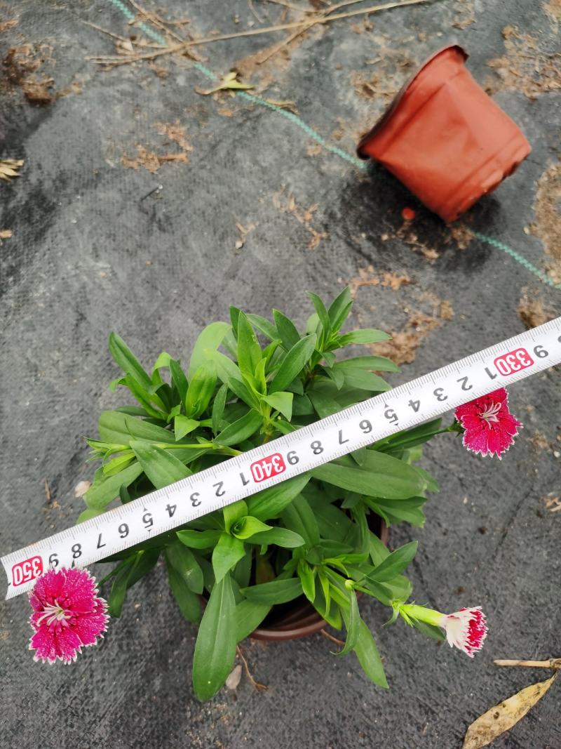 常夏石竹/时今草花/基地直销/保质保量/