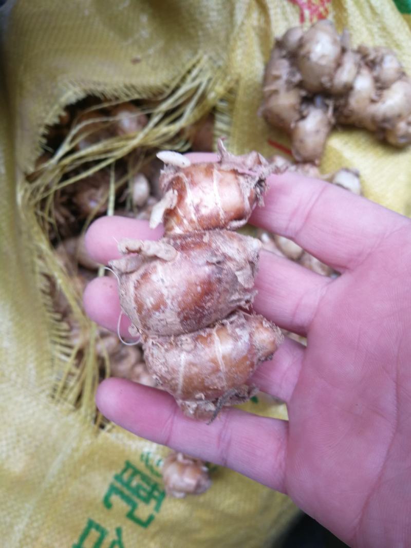 沙姜山奈鲜沙姜新货上市欢迎订购大量