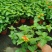 五色梅/花色多样/多年生植物/时今花卉/基地直销