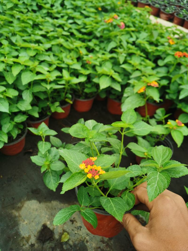 五色梅/花色多样/多年生植物/时今花卉/基地直销