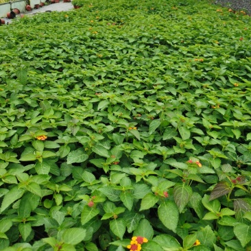 五色梅/花色多样/多年生植物/时今花卉/基地直销