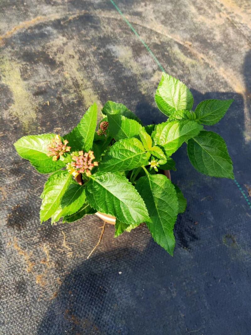 五色梅/花色多样/多年生植物/时今花卉/基地直销