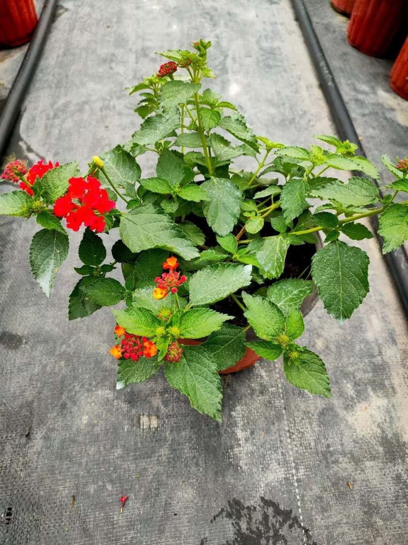 五色梅/花色多样/多年生植物/时今花卉/基地直销