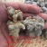 云南文山精选高品质三七