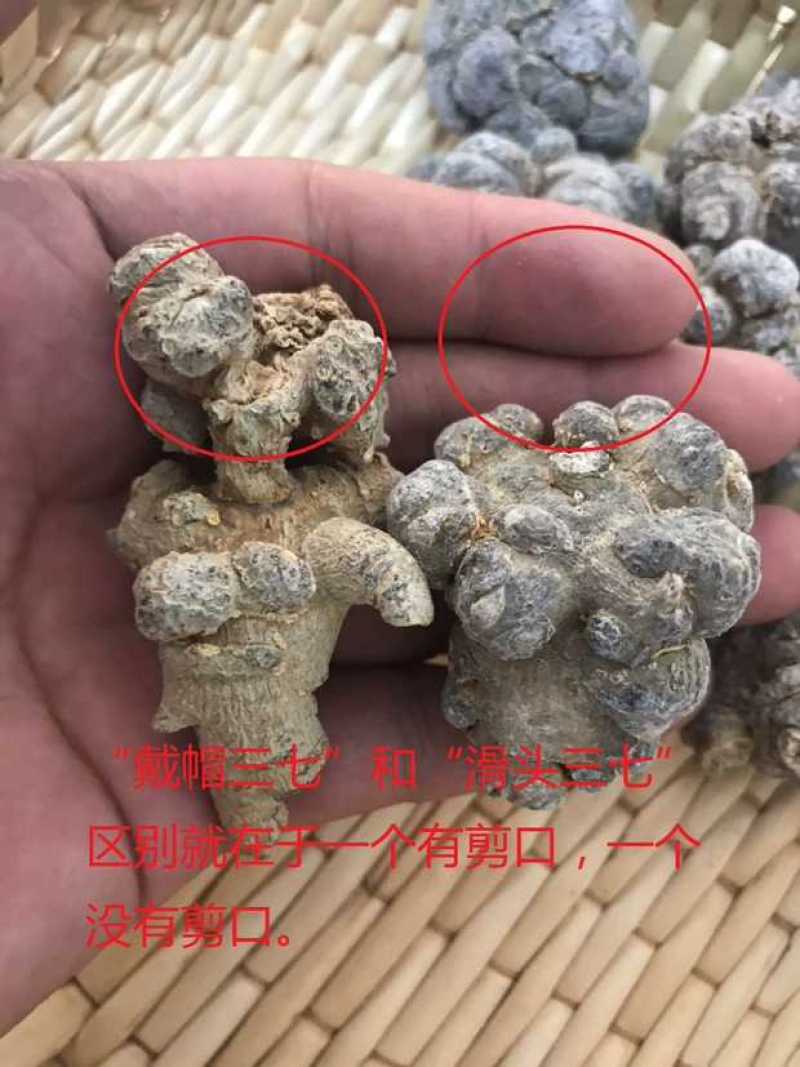 云南文山精选高品质三七