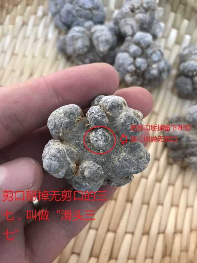云南文山精选高品质三七