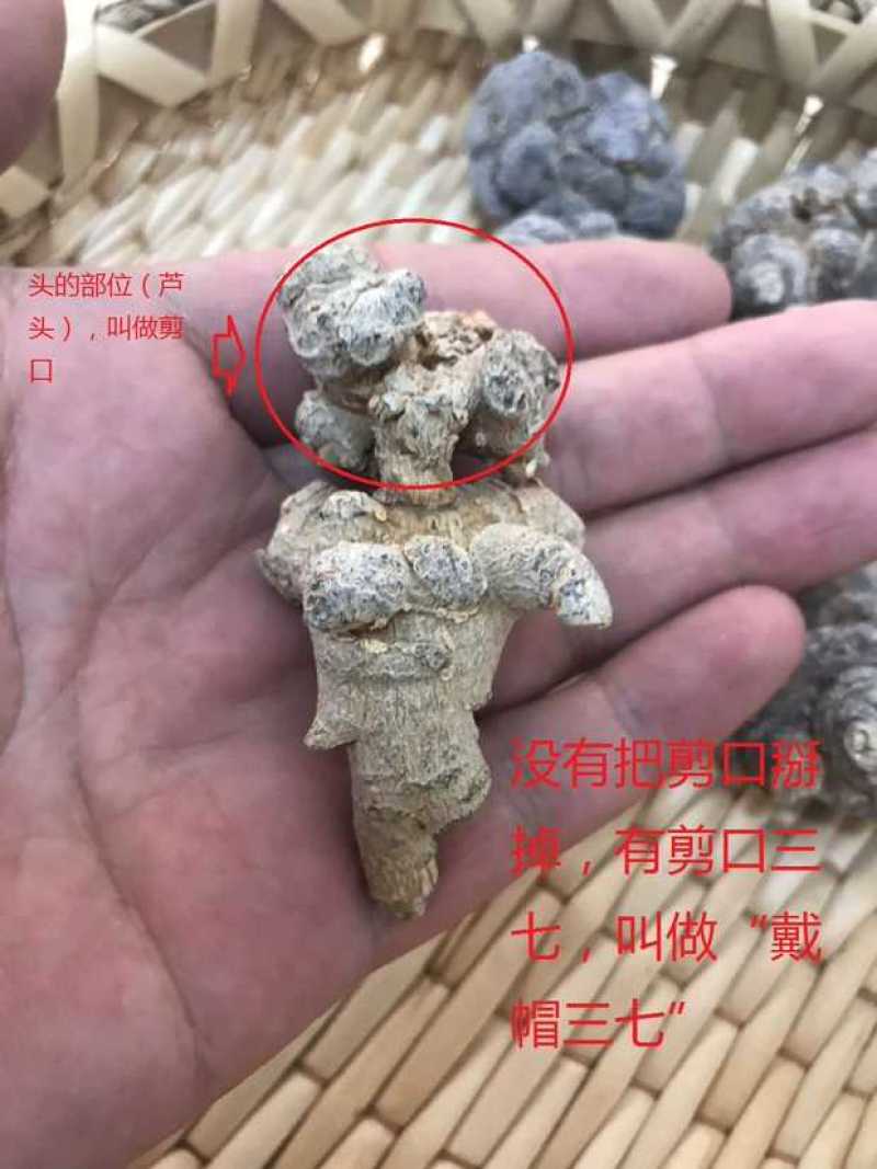云南文山精选高品质三七
