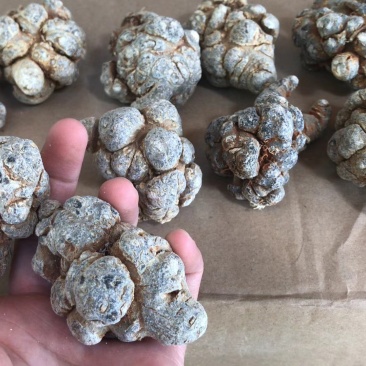 云南文山精选高品质三七