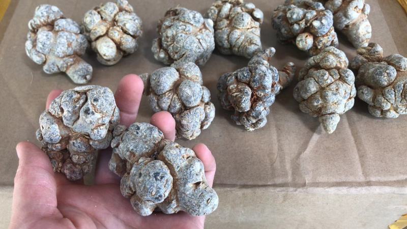 云南文山精选高品质三七