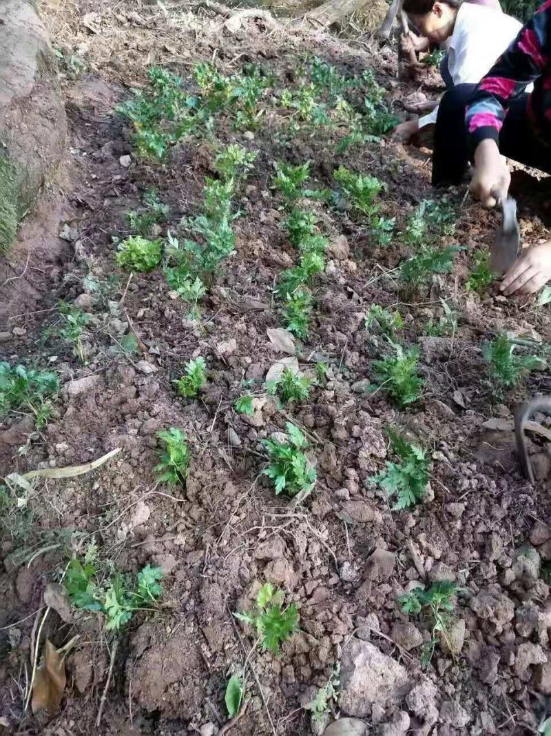供应中药材种苗黄连苗黄连幼苗