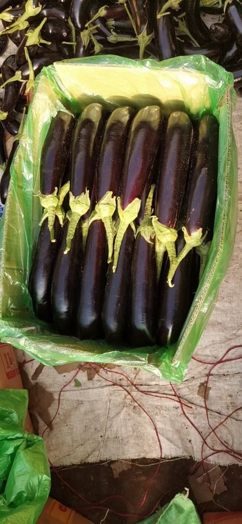 辽宁暖棚茄子大量上市，大量走货紫色茄子，欢迎来电合作