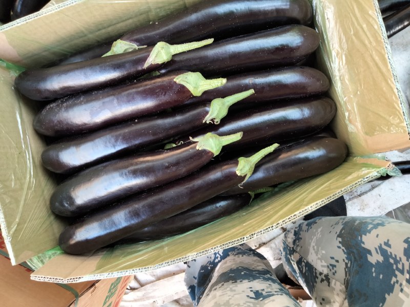 辽宁暖棚茄子大量上市，大量走货紫色茄子，欢迎来电合作