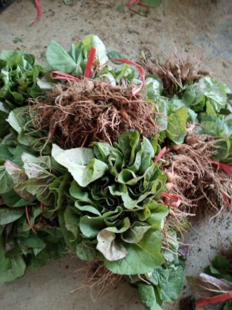 供应恩施马蹄大黄种苗，西大黄种苗华中药库基地直供马蹄大黄