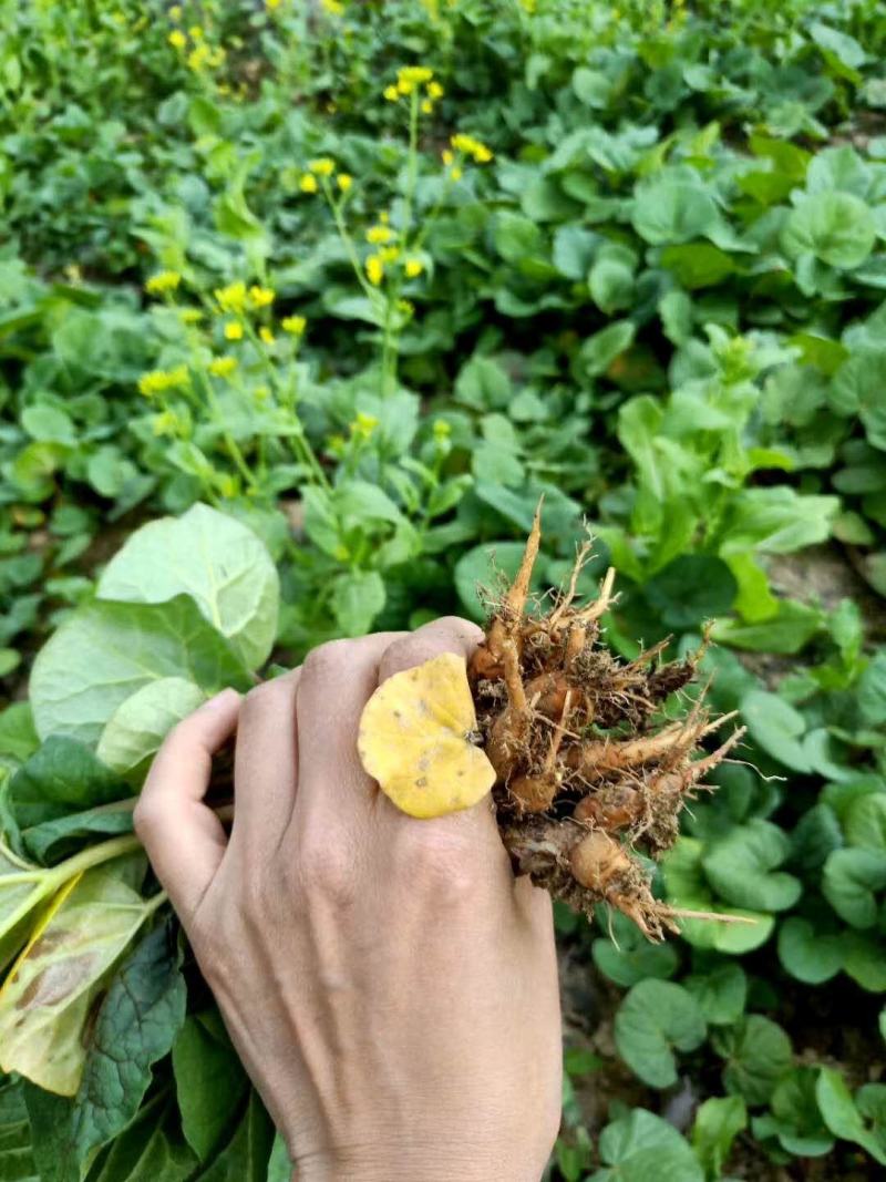 供应恩施马蹄大黄种苗，西大黄种苗华中药库基地直供马蹄大黄