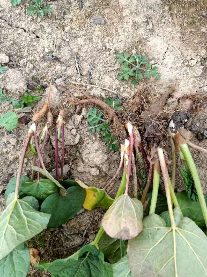 供应恩施马蹄大黄种苗，西大黄种苗华中药库基地直供马蹄大黄
