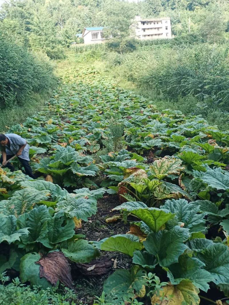 供应恩施马蹄大黄种苗，西大黄种苗华中药库基地直供马蹄大黄