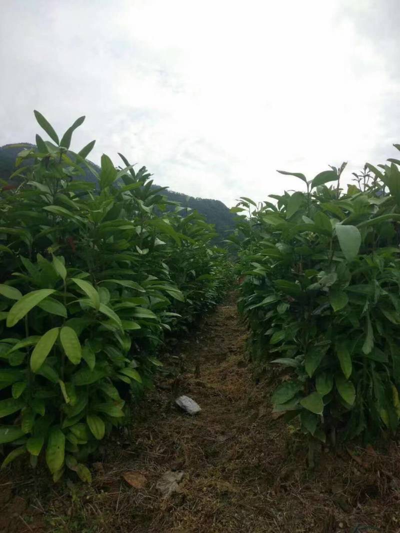 肉桂苗。肉桂是香料，入药主要中药，这里肉桂苗，桂皮主产地