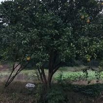 四川香泡柚子树，8-25公分高度三米到5米，冠幅3-4米