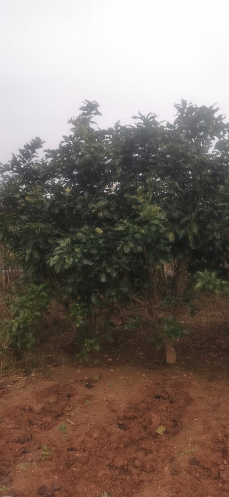 柚子树，香泡树，高度3+4米冠幅3-4米。