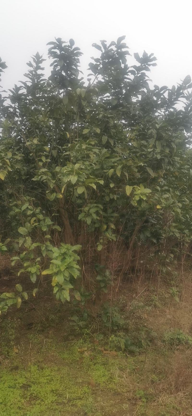 柚子树，香泡树，高度3+4米冠幅3-4米。