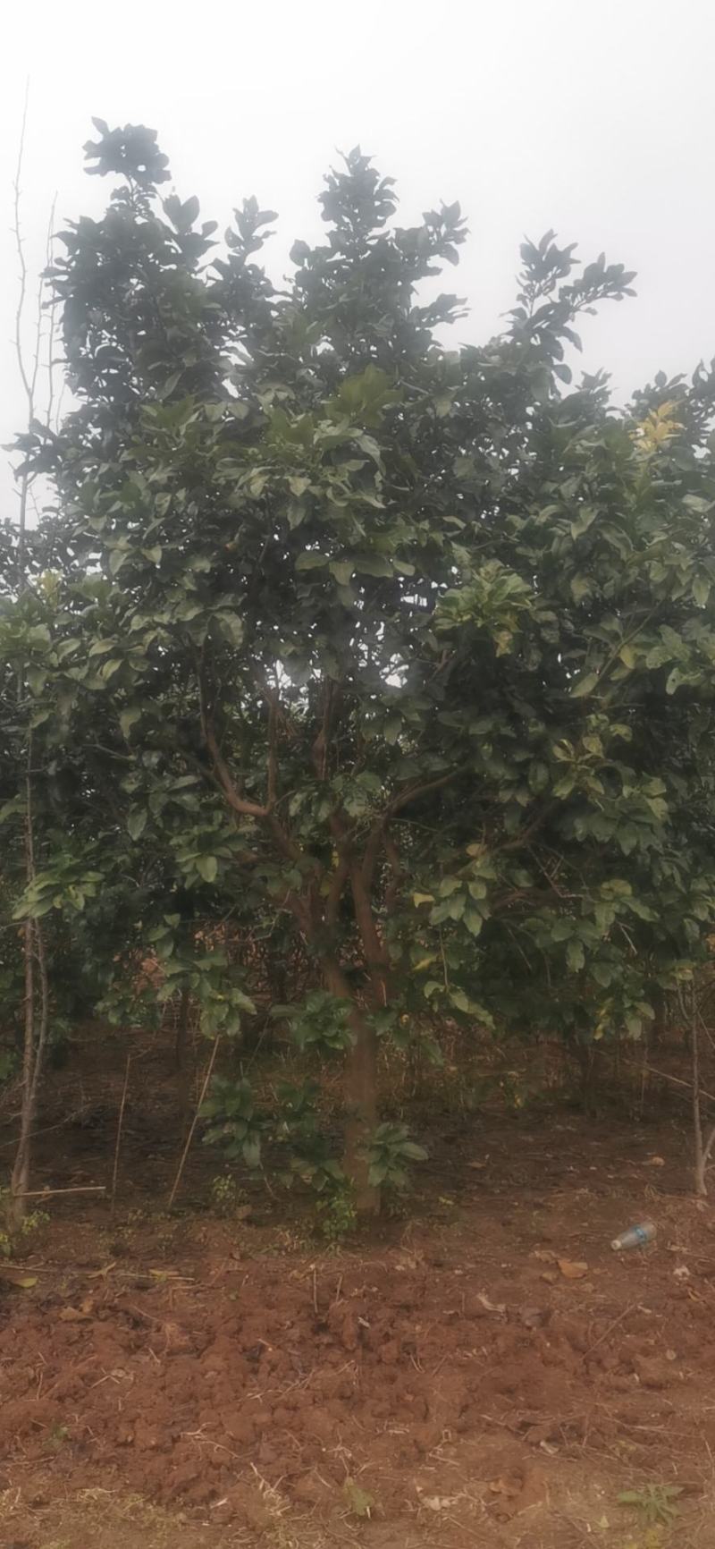 柚子树，香泡树，高度3+4米冠幅3-4米。