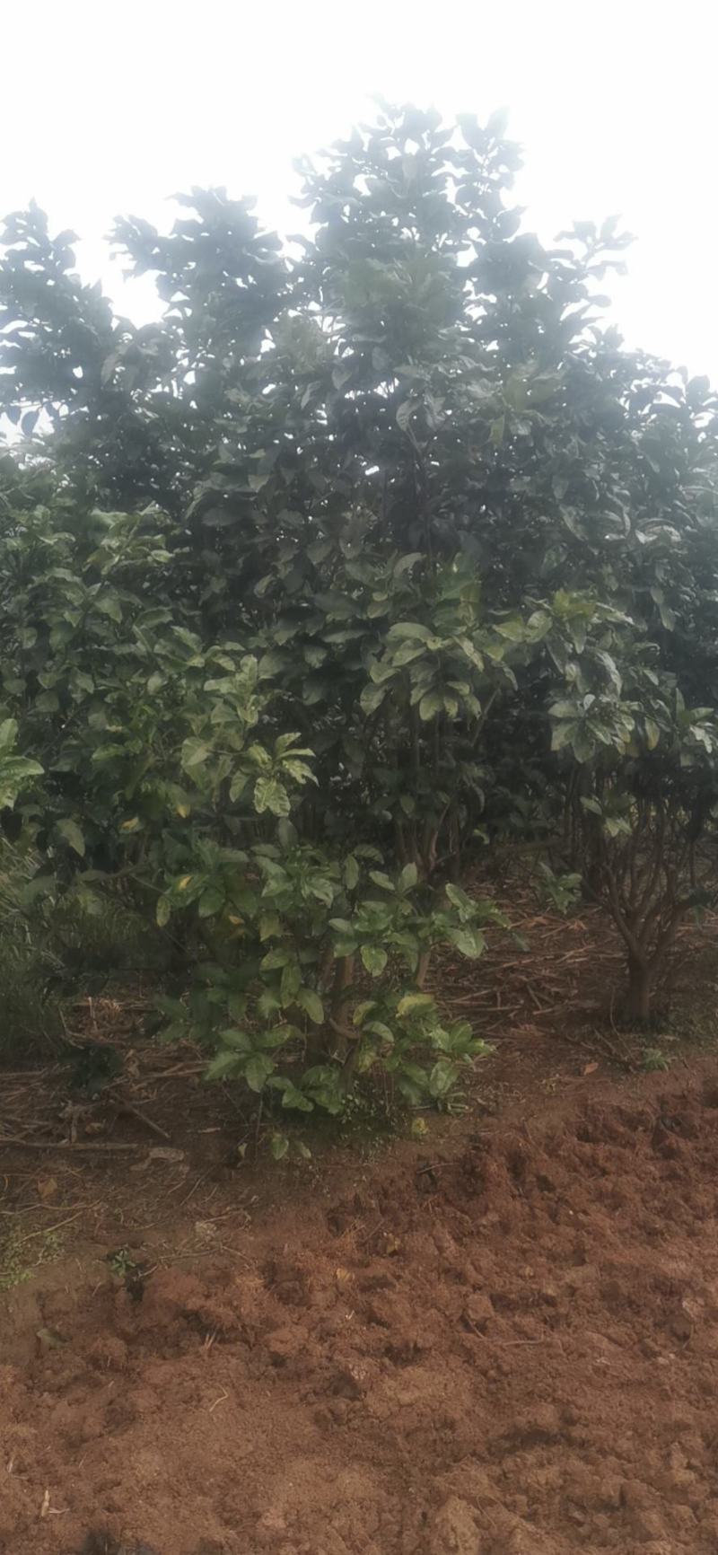 柚子树，香泡树，高度3+4米冠幅3-4米。
